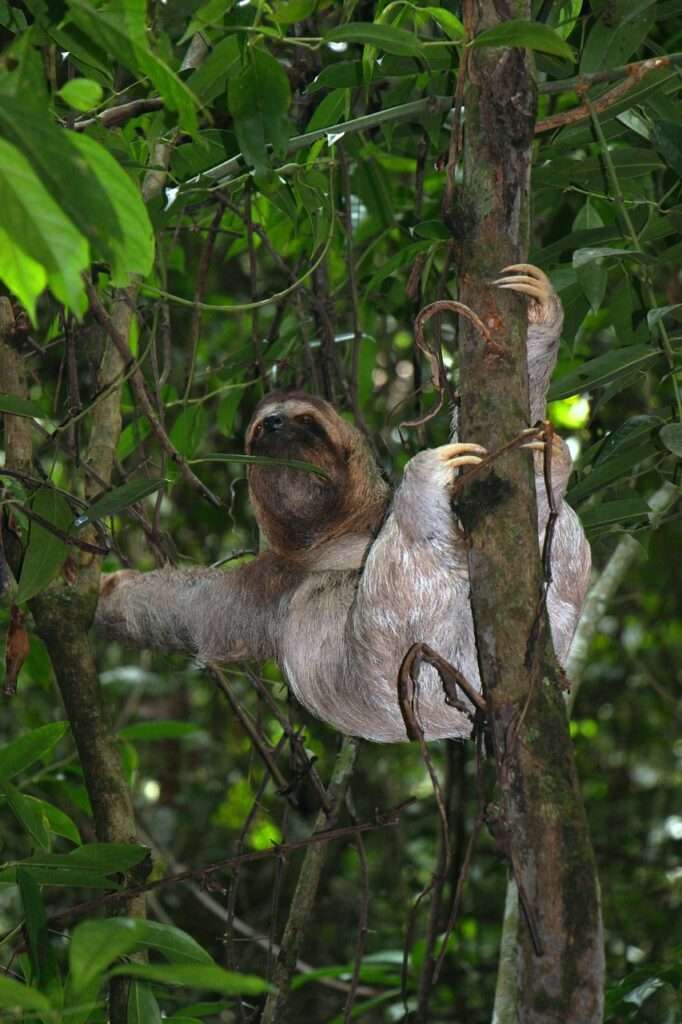sloth, three finger sloth, jungle-2834796.jpg